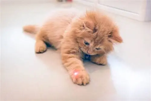 Perché i gatti amano i laser? Ragioni, vantaggi & Contro (risposta del veterinario)