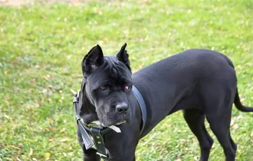 Vyšnių akis Cane Corsos: požymiai, priežastys & Gydymas (veterinarijos atsakymas)