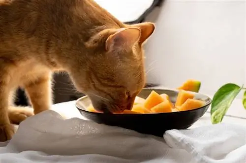 Ljudska hrana koja je sigurna za mačke (odgovor veterinara)