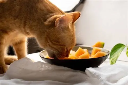 Aliments humains sans danger pour les chats (réponse vétérinaire)