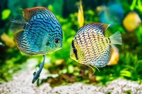 Más de 100 nombres de peces: ideas para peces luminiscentes coloridos &