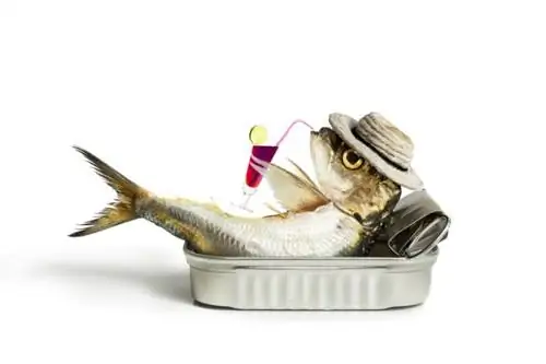100+ smiješnih imena riba: Ideje za komična & Luda riba