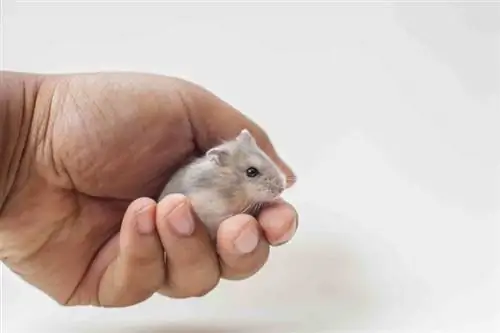100+ Dwarf Hamster Names: Mga Ideya para sa Cute & Nakakatawang Mini Hamster