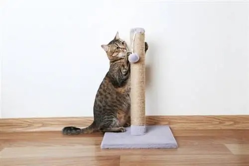 10 vlastních škrabadel pro kočky, které si můžete dnes postavit (s obrázky)