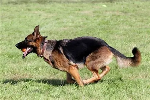5 ras psów ze skłonnością do OCD: Fakty sprawdzone przez weterynarza (ze zdjęciami)