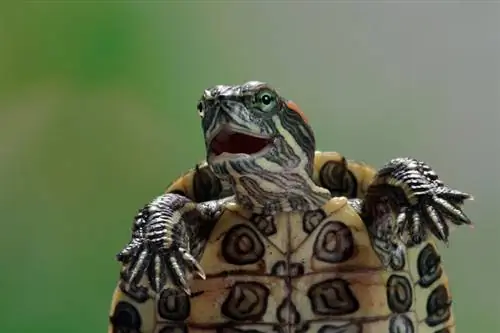 Sådan trimmes skildpadde-negle: 6 dyrlægegodkendte trin