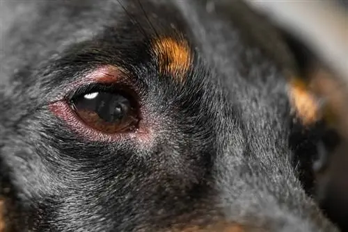 Izciļņi mana suņa acī: pazīmes, cēloņi & Aprūpe (veterinārārsta atbilde)