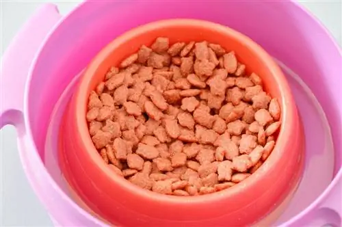 8 vom Tierarzt zugelassene, ameisensichere Katzennäpfe zum Selbermachen, die Sie noch heute herstellen können (mit Bildern)