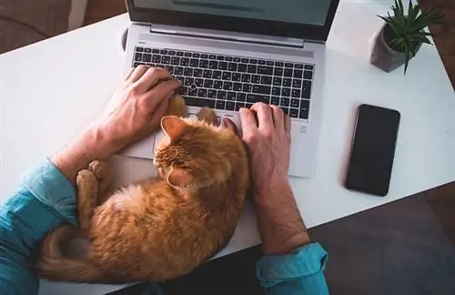 Prečo mačky tak milujú notebooky & Ako ich zbaviť