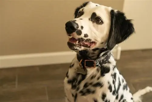 Langharige Dalmatian: inligting, prente, feite, & Kenmerke