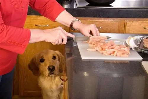 Können Hunde allergisch auf Hühnerfleisch reagieren? Fakten & FAQ (Antwort des Tierarztes)