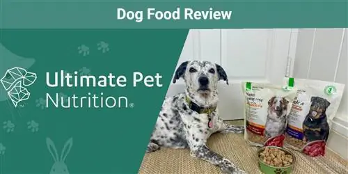 Nutra Complete Dog Food Review 2023: Еске салады, жақсы жақтары & Кемшіліктері