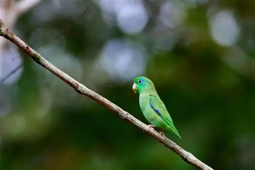 Spectacled Parrotlet Bird: persoonlijkheid, eten & Verzorgingsgids (met afbeeldingen)