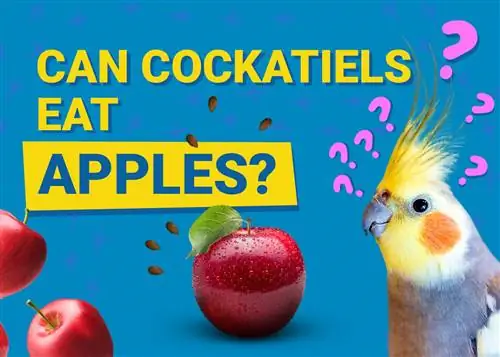 Les calopsittes peuvent-elles manger des pommes ? Informations nutritionnelles vérifiées par des vétérinaires que vous devez savoir