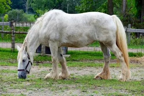 American Cream Draft Horse: Információ, képek, temperamentum & Jellemzők