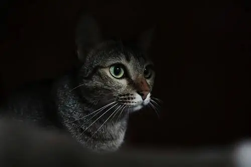 Bagaimana Kucing Saya Melihat Dengan Baik Di Malam Hari? Visi Kucing yang Disetujui Dokter Hewan