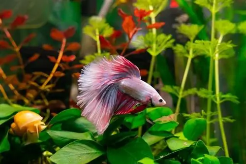 Pink Betta Fish: Gabay sa Pangangalaga, Varieties, Haba ng Buhay, Mga Larawan & Higit pa