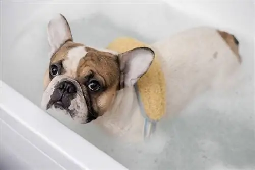 5 DIY-Hundeshampoos mit Kokosnussöl, die Sie noch heute herstellen können! (Mit Bildern)