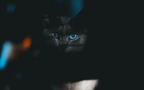 Kodėl kačių akys švyti? Lengvas paaiškinimas
