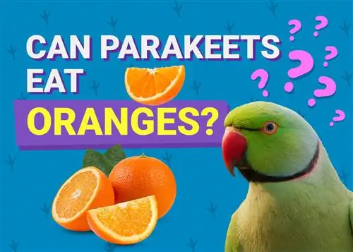 Kunnen parkieten sinaasappels eten? Dierenarts beoordeelde feiten & Informatie die u moet weten