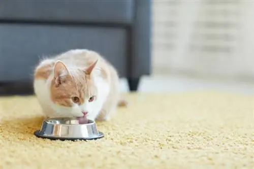 Какво могат да пият котките освен вода? 3 прегледани от ветеринар алтернативи