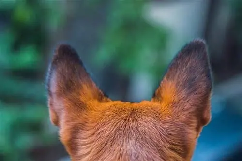 Hogyan állapítható meg, hogy a kutyám süket: 7 állatorvos által felülvizsgált jel