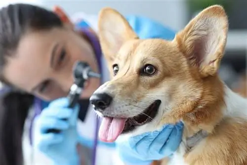 Zijn er gehoorapparaten voor honden? Door dierenarts beoordeelde feiten & Veelgestelde vragen