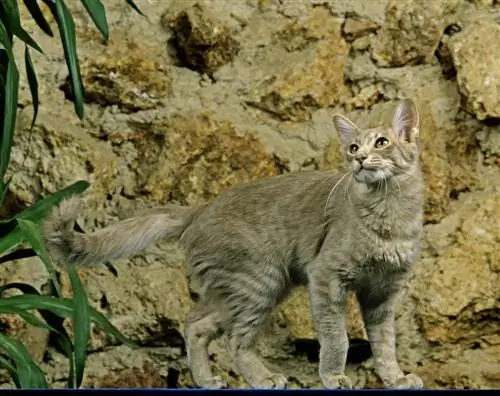 سلالة القط الشرقي طويل الشعر: صور ، مزاج & سمات