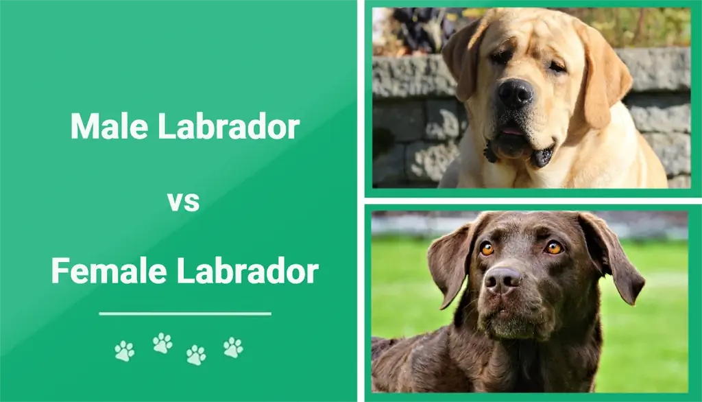 Labrador muž vs. žena: Rozdíly (s obrázky)