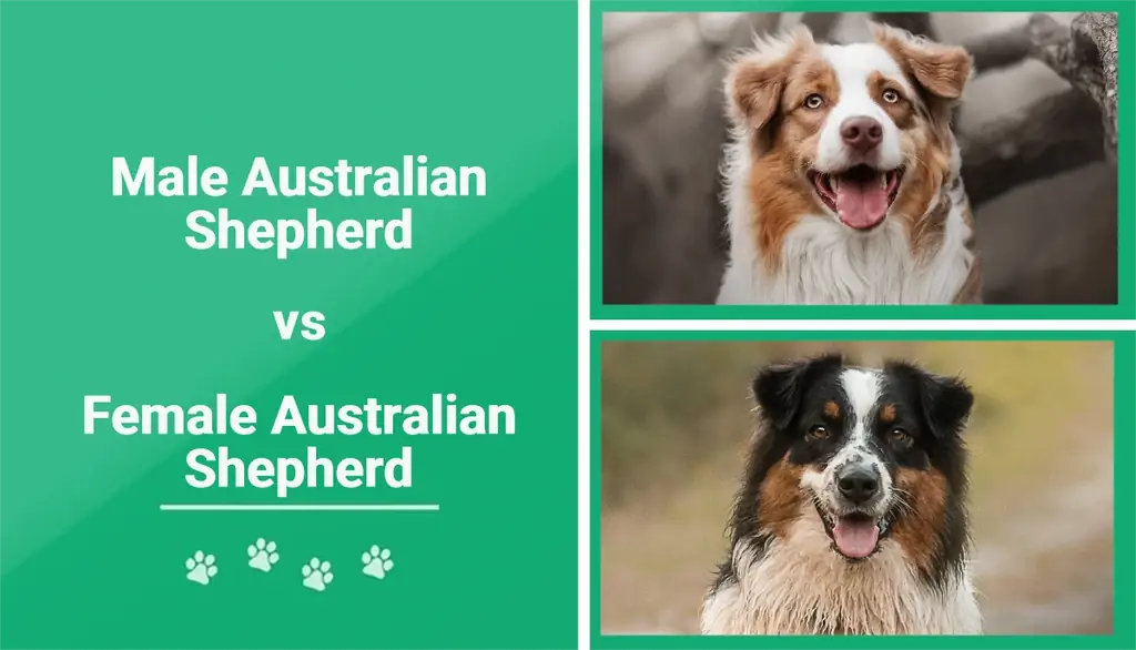 Mužjaci protiv ženki australskih ovčara: razlike (sa slikama)