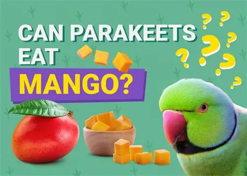 Kan parakiter äta mango? Veterinär granskade fakta & Info du behöver veta