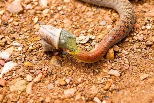 9 slanger, der ikke spiser mus & Andre gnavere (med billeder)