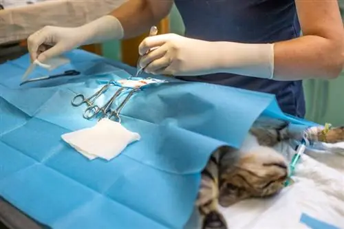 Hoeveel kost het om een kat te steriliseren of castreren bij PetSmart? Prijsupdate 2023