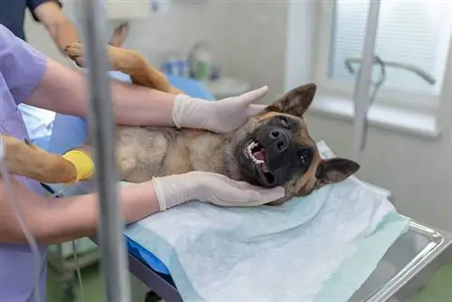 Kuinka paljon koiran sterilointi tai sterilointi PetSmartissa maksaa? 2023 hintapäivitys