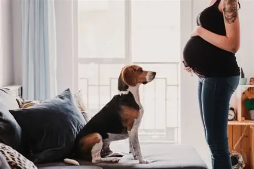 Kan hunde mærke graviditet? Dyrlæge-anmeldte fakta