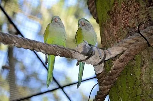 100+ Nama Lovebird : Ide Untuk Menyayangi & Menghiasi Burung