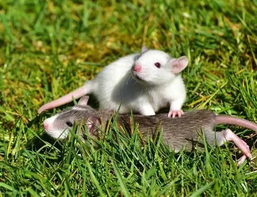 16 rodzajów szczurów domowych: rasy, kolory & Wzory (ze zdjęciami)
