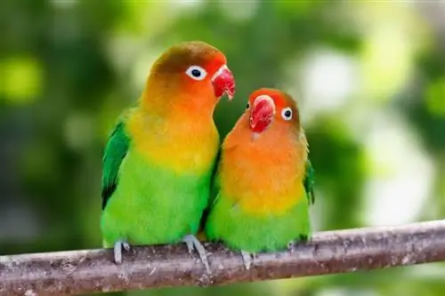 9 סוגים של מינים של ציפורי אהבה (עם תמונות)