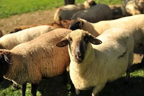 12 סוגים פופולריים של גזעי כבשים (עם תמונות)