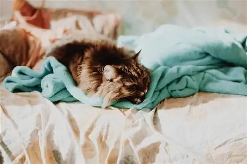 Pourquoi mon chat suce-t-il les couvertures ? 6 raisons possibles