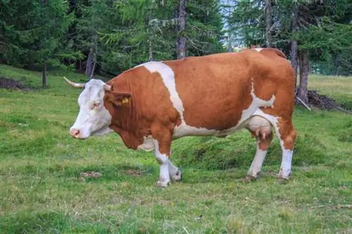 Mennyi egy tehén súlya? Borjú, marha, & tejelő tehenek