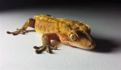 12 tipos de Geckos con cresta: Morphs, Colors & Rasgos (con imágenes)