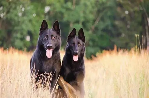 Hur man lugnar en hanhund när en hona är brunstig: 4 metoder