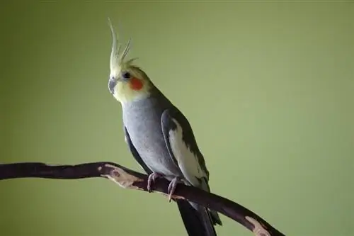 7 Cockatiel Sounds & Il loro significato (con audio)