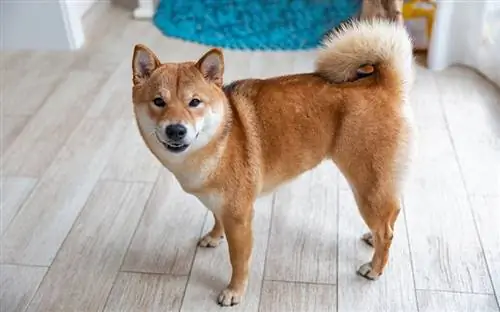 Shiba Inu é um bom cachorro para apartamento? Razões & Coisas a considerar