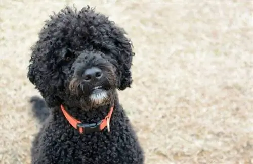 3 Incríveis cortes de cabelo de cachorro d'água português (com fotos)