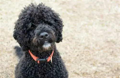 3 increíbles cortes de pelo de perros de agua portugueses (con imágenes)