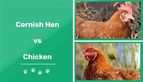 Cornish Hen vs. Piletina: ključne razlike (sa slikama)