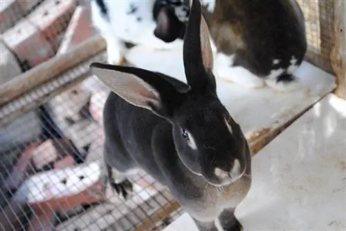 6 meilleurs clapiers pour grands lapins en 2023 – Avis &