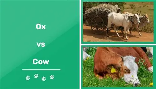 Ox vs Cow: Mga Visual na Pagkakaiba & Mga Katangian